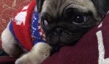 巴哥最新爆料事件